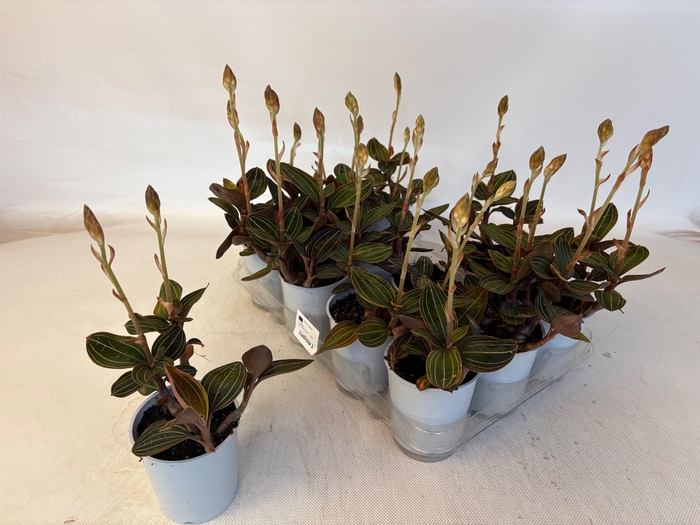 <h4>LUD DISCOLOR</h4>