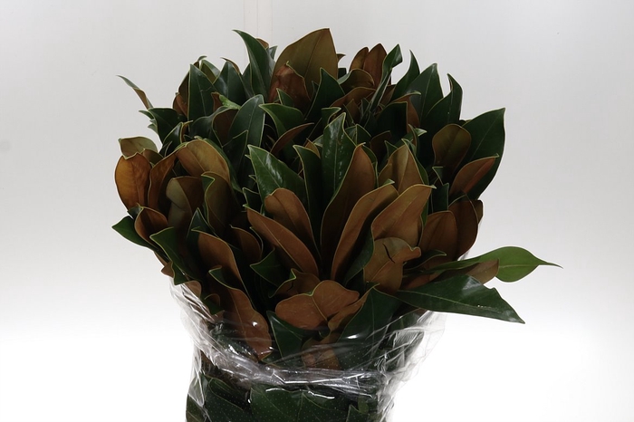 <h4>Dec Magnolia Leaves 400gr</h4>