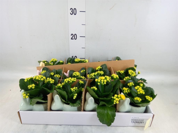 <h4>Arr. Pasen L%</h4>