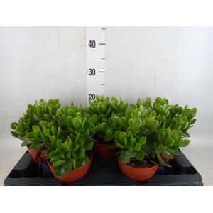 Crassula ovata 'Sunset'