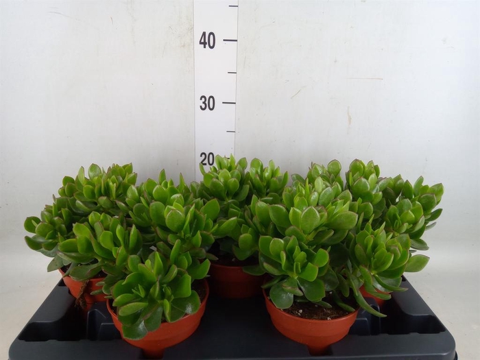 <h4>Crassula ovata 'Sunset'</h4>