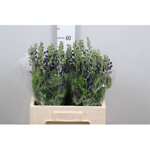 Baptisia Australis