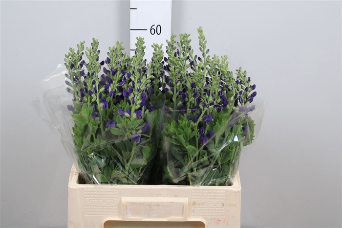 <h4>Baptisia Australis</h4>