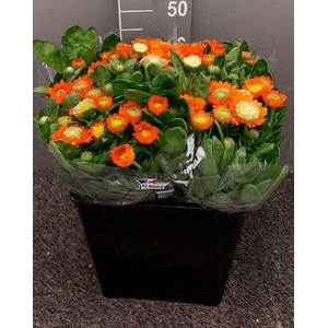 Calendula Orange Arancione