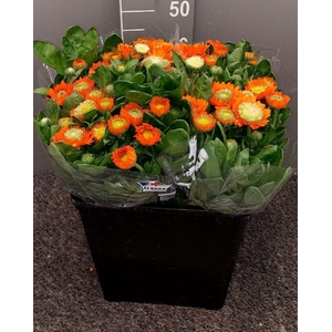 Calendula Orange Arancione