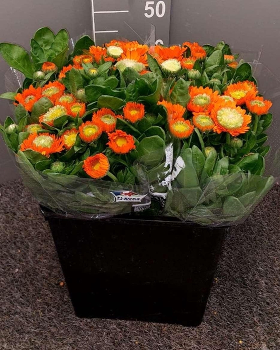 <h4>Calendula Orange Arancione</h4>
