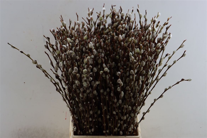 <h4>Salix Wilgenkatjes 60cm P Stem</h4>