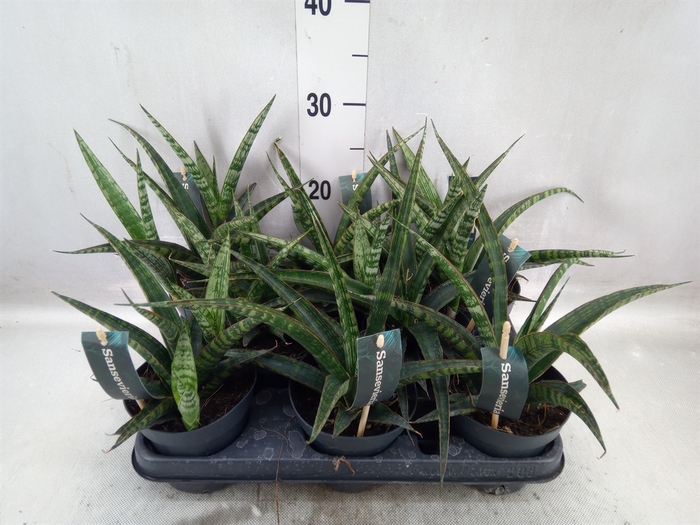 Sansevieria trifa.   ...