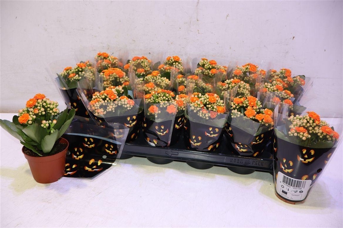 <h4>Kal Ge Hawn Orange</h4>