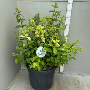 Hydrangea pan. 'Diamantino'