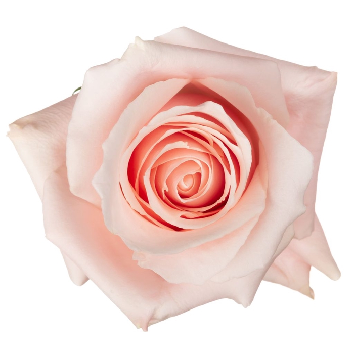 R Gr Believe in Pink 70cm EC