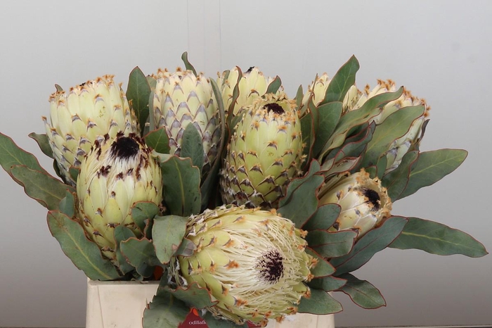 Protea Barbigera Ice Queen Air