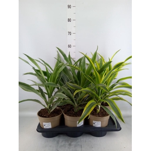 Dracaena   ...mix