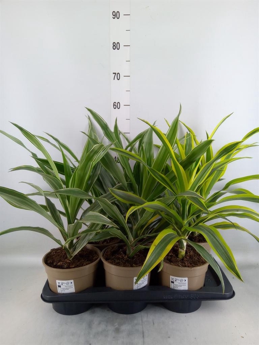 <h4>Dracaena   ...mix</h4>
