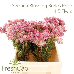Serruria Blushing Brides Rose 4-5 Flwrs