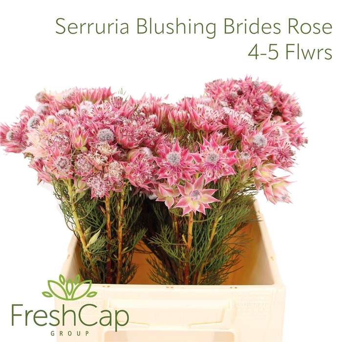 <h4>Serruria Blushing Brides Rose 4-5 Flwrs</h4>