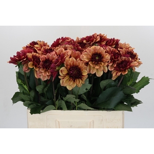 Dahlia Creme de Cognac