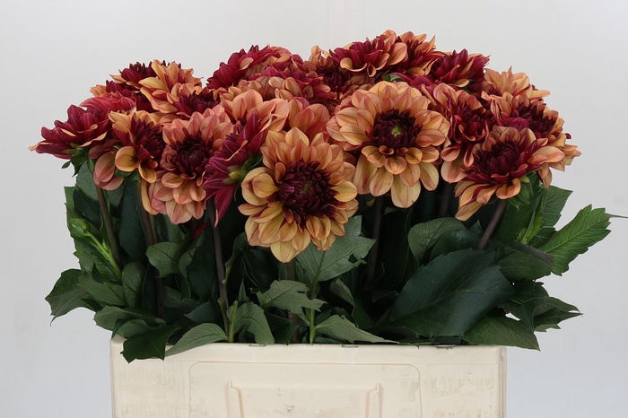 <h4>Dahlia Creme de Cognac</h4>