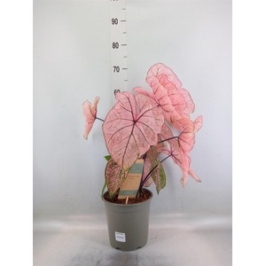Caladium   ...