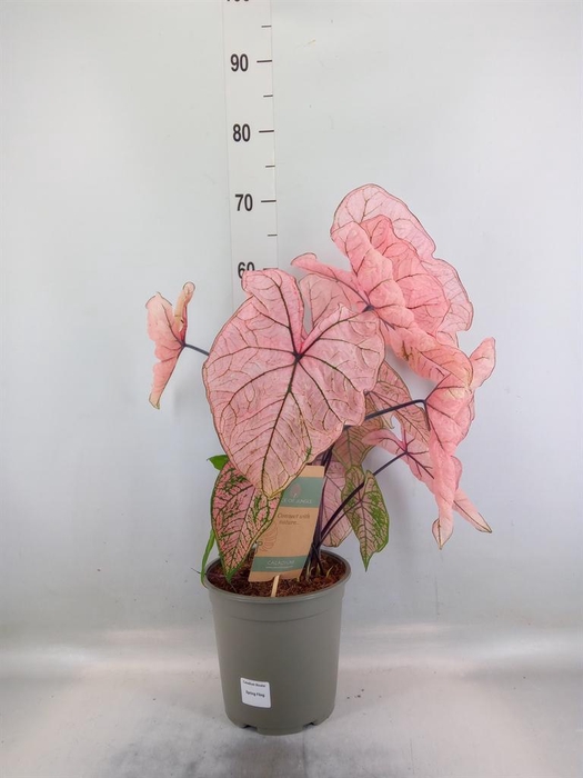 <h4>Caladium   ...</h4>