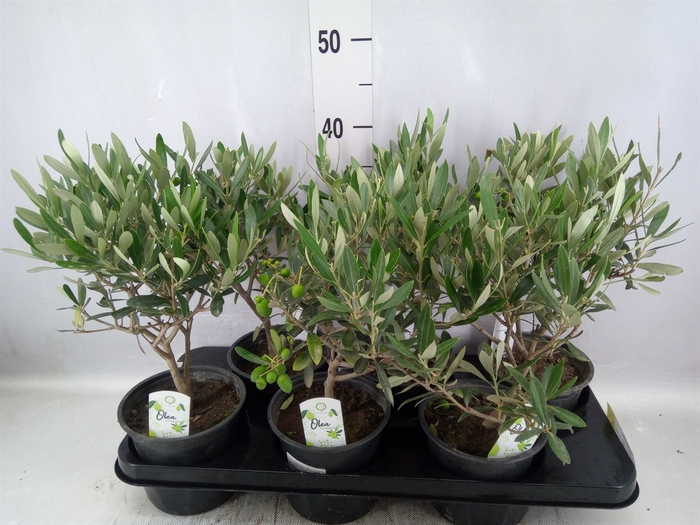 <h4>Olea europaea</h4>