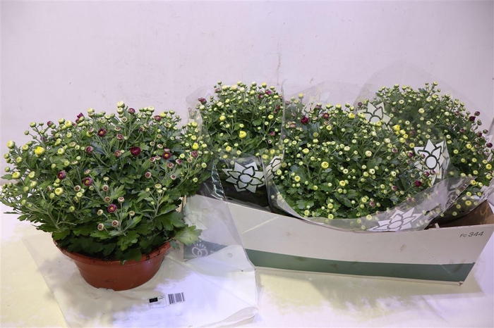 <h4>Chrys Gem In Pot Carnaval</h4>