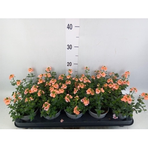Diascia  'Piccadilly Salmon'