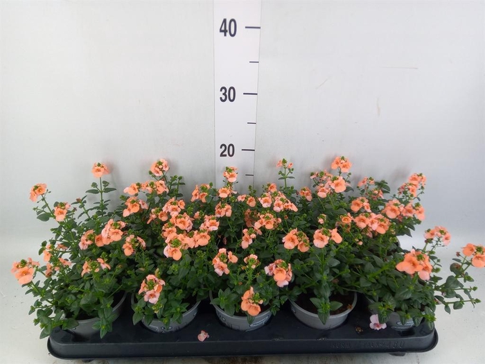 <h4>Diascia  'Piccadilly Salmon'</h4>