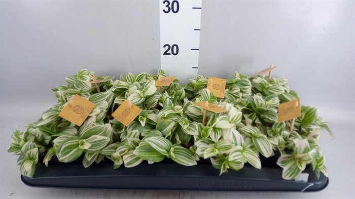 <h4>Tradescantia  'Brightness'</h4>