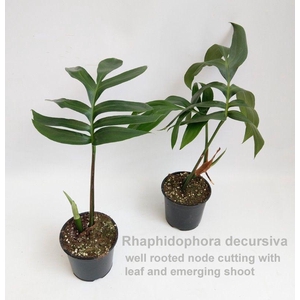 Rhaphidophora decursiva 14cm