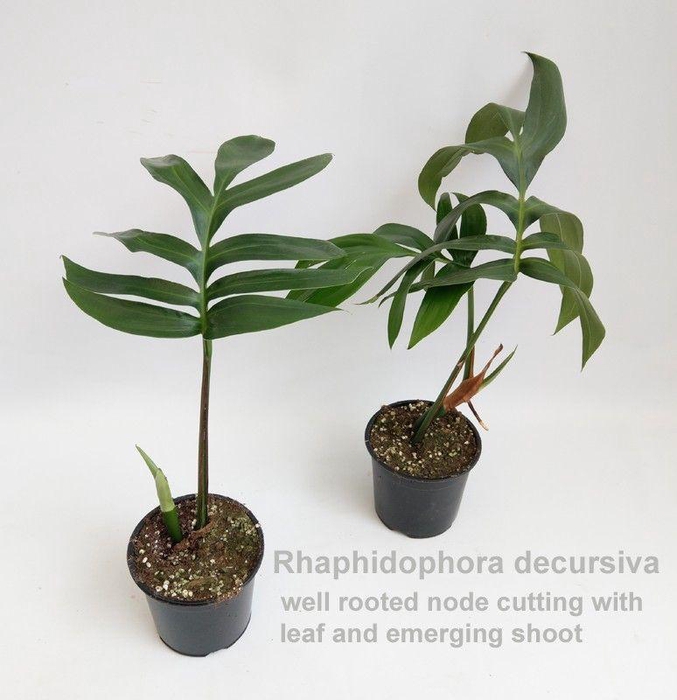 <h4>Rhaphidophora decursiva 14cm</h4>