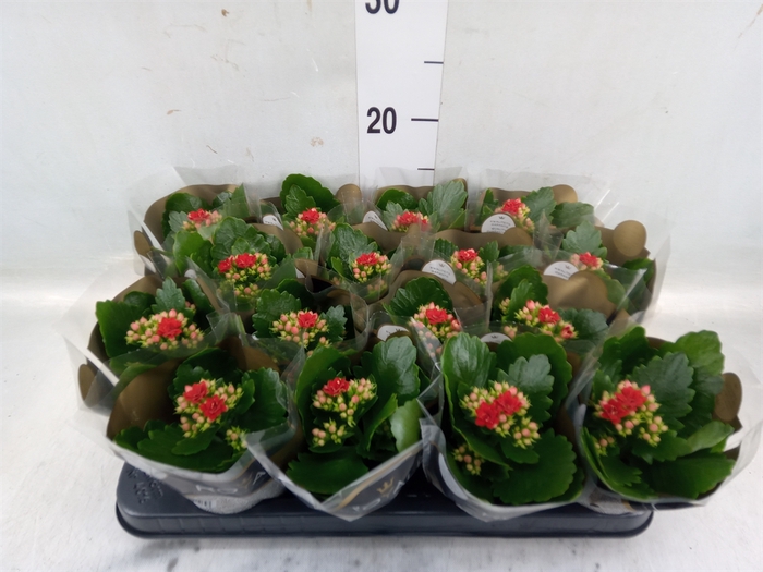 <h4>Kalanchoe blos. 'RosDon Justino'</h4>