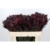 Leucadendron Saf Sunset Dark R.