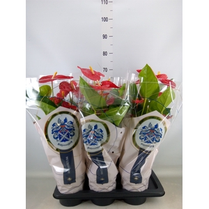 Anthurium andr. 'Jambo Red'
