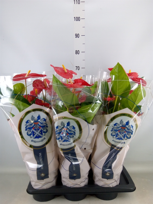<h4>Anthurium andr. 'Jambo Red'</h4>
