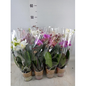 Phalaenopsis   ...mix
