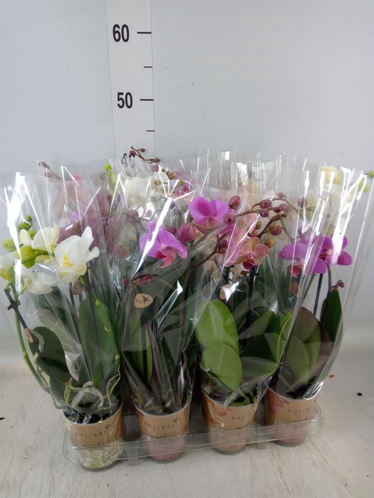 <h4>Phalaenopsis   ...mix</h4>