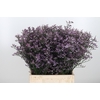 Limon Safora Lilac