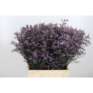 Limonium Safora Lilac