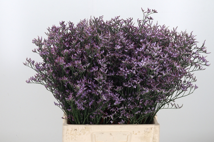 Limon Safora Lilac