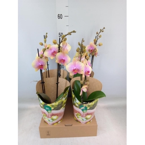 Phalaenopsis   ...yellow