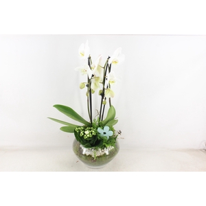arr2 PL - Glas Olay phal wit
