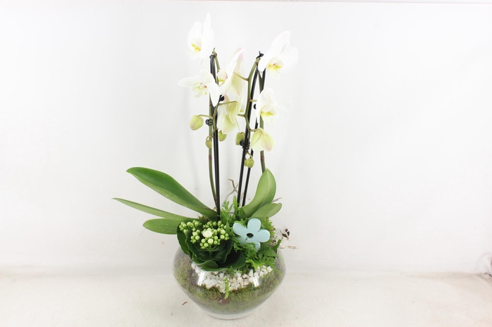 <h4>arr2 PL - Glas Olay phal wit</h4>