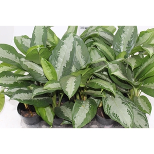 AGLAONEMA MIOLO PRATA 'PATAYA' - PT12