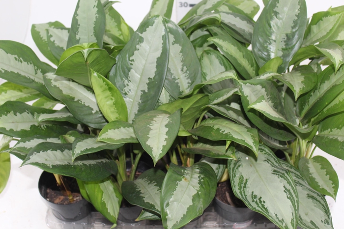 <h4>AGLAONEMA MIOLO PRATA 'PATAYA' - PT12</h4>