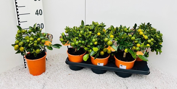 <h4>Citrus Calamondin medium-stem (s2)</h4>