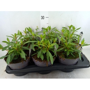 Gaura lindheimeri 'Geyser White'