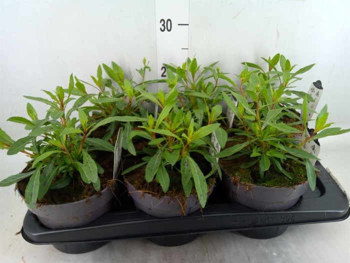 <h4>Gaura lindheimeri 'Geyser White'</h4>