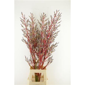 Bromelia Fudge Ripple Xl