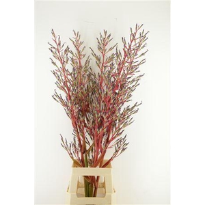 Bromelia Xl